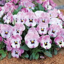 タキイ種苗 草花 種子 ビオラ・F1おかめももか タキイ種苗 草花 種子 ビオラ・F1おかめももか