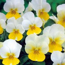 種 ビオラ F1フローラルパワー クリームイエローリップ 1袋【タキイ種苗公式】秋まき