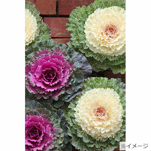 種 葉牡丹 F1はと 混合 1袋【タキイ種苗公式】秋まき