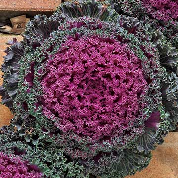 種 葉牡丹 F1紅すずめ 1袋【タキイ種苗公式】秋まきのサムネイル