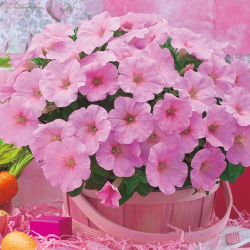 種 ペチュニア F1ディーバ ピンクリップ 1袋