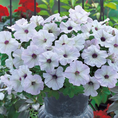 種 ペチュニア F1ディーバシルバーブロッチ 1袋のサムネイル