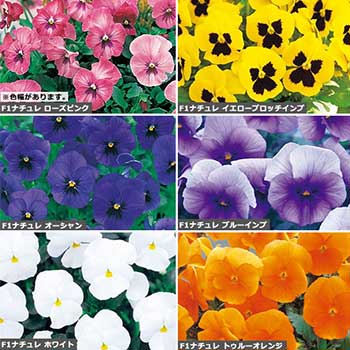 種 ウインターパンジー 花タネ セット 1組のサムネイル