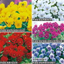 種 ビオラ F1ビビ 人気花色(花タネ)セット 1組【タキイ種苗公式】秋まき