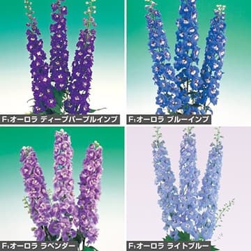 種 デルフィニウム F1オーロラ系 色別 セット 1組のサムネイル