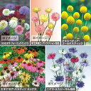 種 ドライフラワー向き 草花タネ セット(秋) 1組【タキイ種苗公式】