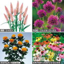 種 定番ドライフラワーに向く草花タネセット（春） 1組 その1