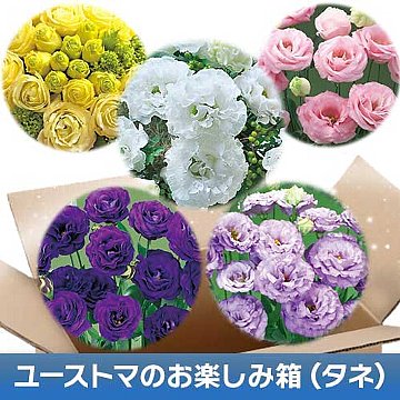 タキイ種苗 草花 種子 ユーストマのお楽しみ箱（春タネ）のサムネイル