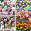種 ビオラ F1ビビ ユニーク花色(花タネ)セット 1組【タキイ種苗公式】