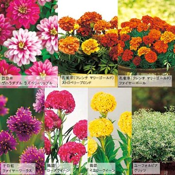 タキイ種苗 草花 種子 大人気品種7種セット（花タネ）のサムネイル
