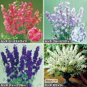 種 千鳥草 カンヌ セット 1組【タキイ種苗公式】