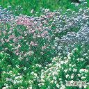 種 わすれな草 アルペストリス 混合 1組【タキイ種苗公式】秋まき