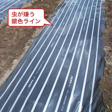 タキイ種苗 マルチ・被覆資材 通販　マルチ ムシコン 0.95×50m　　1組（2本入）