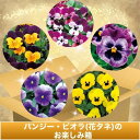 種 パンジー・ビオラ(花タネ)のお楽しみ箱 1組【タキイ種苗公式】秋まき