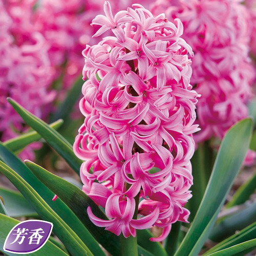 球根ヒヤシンス濃桃色種2球秋植え