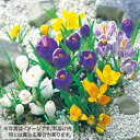 タキイ種苗 球根 大輪咲きクロッカス ミックス
