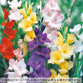 球根 グラジオラスまとめ買い　ミックス 1袋