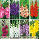 グラジオラスおまかせ4種 セット 1袋