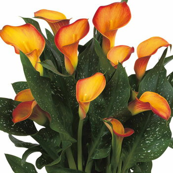 球根 カラー・モーニングサン 1袋