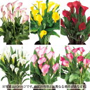 カラーおまかせ5種 セット