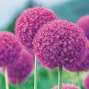 球根 アリューム ギガンチューム 1球【タキイ種苗公式】秋植え