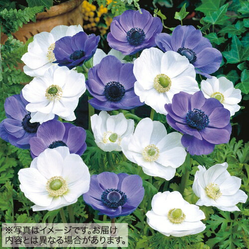 球根 ポピー咲きアネモネ ブルー&ホワイト ミックス 10球【タキイ種苗公式】秋植え