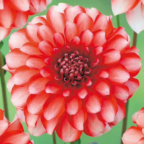 球根 中小輪咲きダリア・ストロベリームース 1袋