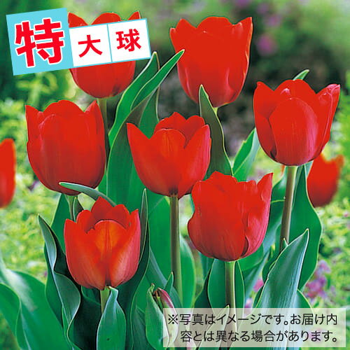 球根 チューリップ特大球 赤色種 20球【タキイ種苗公式】秋植え