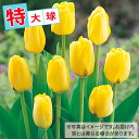 球根 チューリップ特大球 黄色種 20球【タキイ種苗公式】秋植え