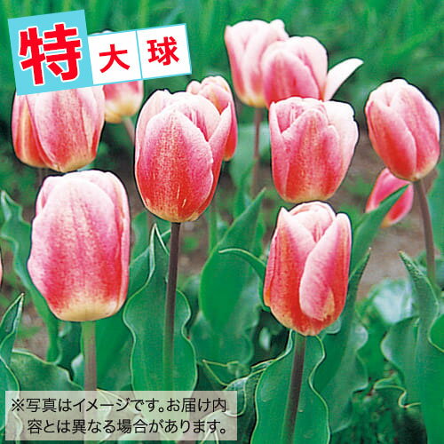 【送料無料】タキイ種苗 草花 球根 チューリップ特大球・20球詰　桃/白色種のサムネイル