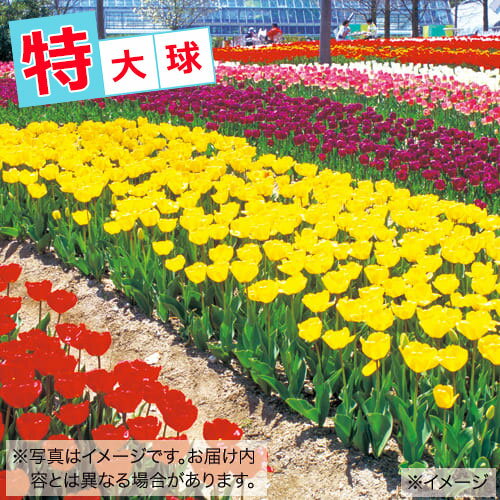 球根 チューリップ特大球 おまかせミックス 20球【タキイ種苗公式】秋植え