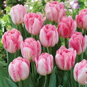 球根 チューリップ フォックストロント 4球【タキイ種苗公式】秋植え