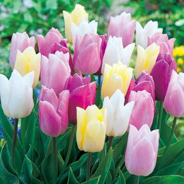 球根 チューリップ プリンス4種 ミックス 1袋