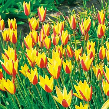【送料無料】タキイ種苗 球根 原種系チューリップ クルシアナ シンシア 10球入のサムネイル