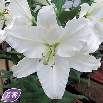 オリエンタルリリー・リバースカイマスター 2球【タキイ種苗公式】秋植え