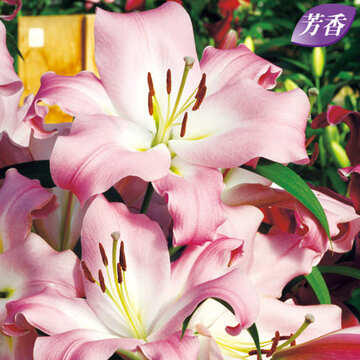 球根 ゆり マスター（パープルカサブランカ） 2球【タキイ種苗公式】秋植え