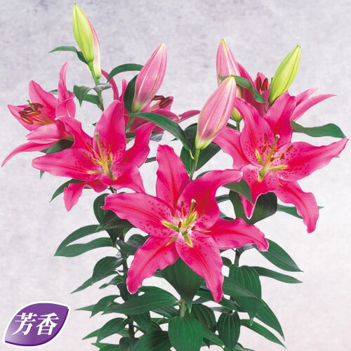 球根 矮性オリエンタルリリー　リッチロマンス 2球【タキイ種苗公式】秋植え