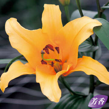 球根 ゆり バルベルデ 2球【タキイ種苗公式】秋植え