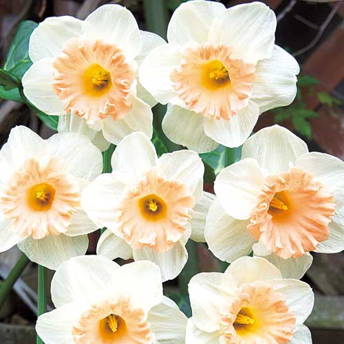 球根 ラッパすいせん ピンクパラソル 5球【タキイ種苗公式】秋植え