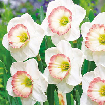 球根 カップすいせん・ナイトキャップ 5球【タキイ種苗公式】秋植え