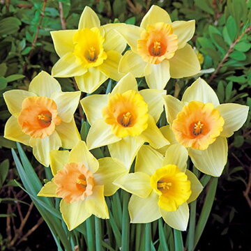 球根 すいせん・トムプース 5球【タキイ種苗公式】秋植え