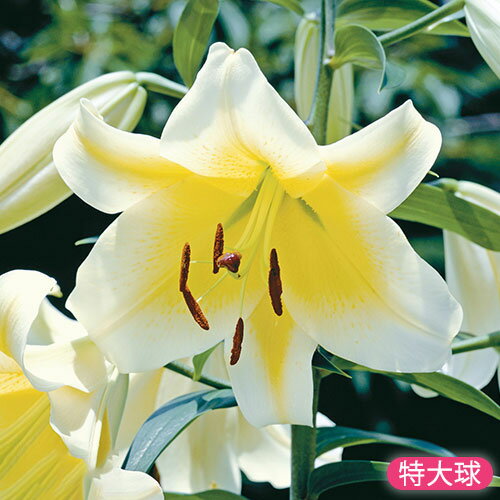 球根 ゆり コンカドール（特大球） 3球【タキイ種苗公式】秋植え