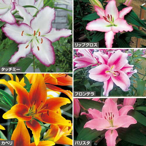 球根 切り花人気オリエンタルリリー セット 1組【タキイ種苗公式】秋植え