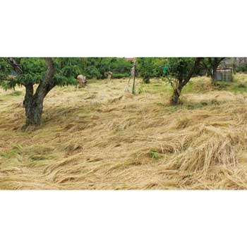 種 ナギナタガヤ（日本在来） 1袋