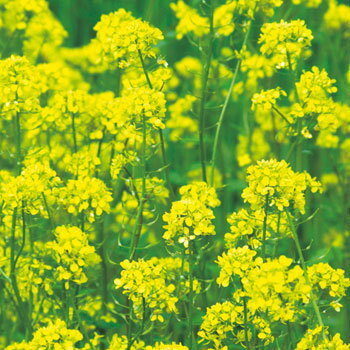 種 緑肥用からしな（シロカラシ）・黄花のちから 1袋