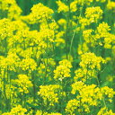 種 緑肥用からしな(シロカラシ)・黄花のちから 1袋