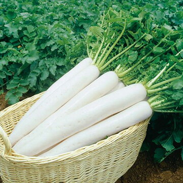 種 ダイコン・夏みの早生三号 1袋