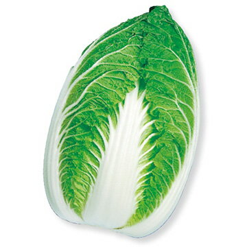 商品説明 作りやすい極早生種！立性で密植が可能！生育が旺盛で作りやすい極早生種。外葉がコンパクトで、密植栽培が可能。重量 2.3kg※ペレット種子はタネまき後にたっぷりと散水すると発芽が良好となります。※表示の「重量」は適期どりでのおおよその目安です。 ※昨今、地域ごとに栽培時期が多様化しており、一般的な栽培適期から外れた時期に商品を求めるお客様も増えております。弊社ではこのようなニーズにお応えするべく、出荷対応いたします。そのため、ご注文いただいた時点で有効期限の近い商品が、お手元に届く場合があります。あらかじめ、ご了承の上、ご利用ください。