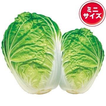 タキイ種苗 野菜 種子 ハクサイ（白菜）・サマーサラダのサムネイル