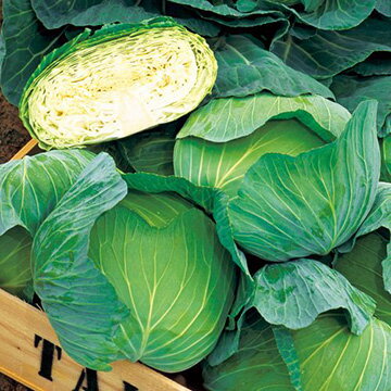 商品説明 作りやすい大玉の初夏どり萎黄病に耐病性で、晩抽性と肥大性に優れる。生育旺盛で作りやすく、密植栽培でも肥大と玉揃いに優れる。結球後の裂球が遅く、収穫期の幅が広い。大玉で球芯が短いので、加工用としても適する。【空 シリーズ】重量 1.7kg熟期：中生＊YR（ワイアール）＝萎黄病に強い品種につけられる略記号です。※収穫期（○○どり）は中間地（平坦地）を基準とした目安です。※重量は中間地適期まきでのおおよその収穫サイズ目安です。 昨今、地域ごとに栽培時期が多様化しており、一般的な栽培適期から外れた時期に商品を求めるお客様も増えております。弊社ではこのようなニーズにお応えするべく、出荷対応いたします。そのため、一般的な播種時期を外れた時期のご注文では、有効期限の近い商品がお手元に届く場合があります。あらかじめ、ご了承の上、ご利用ください。